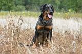 BEAUCERON 551